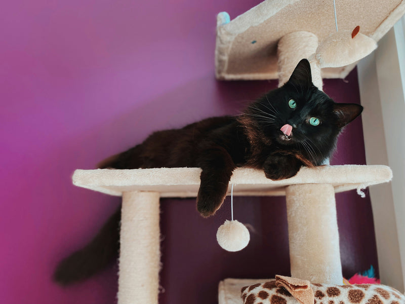Cat Supplies